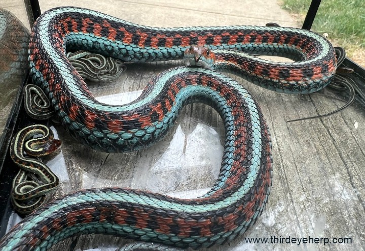 California Red-sided Garter Snake